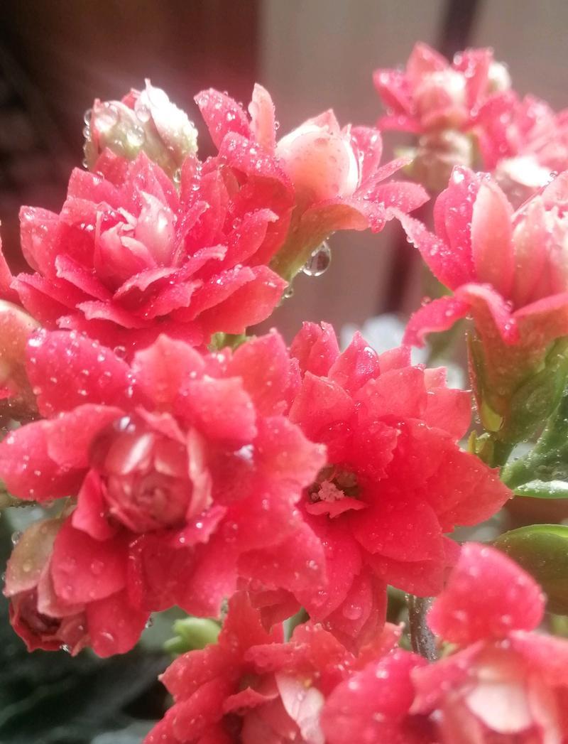 哪种花象征着浪漫和暗恋？