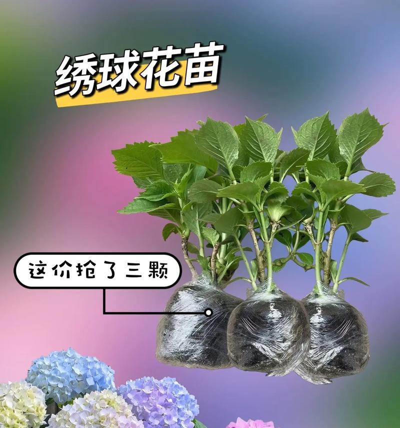 绣球花室内种植还是室外种植更合适？它们的生长需求是什么？
