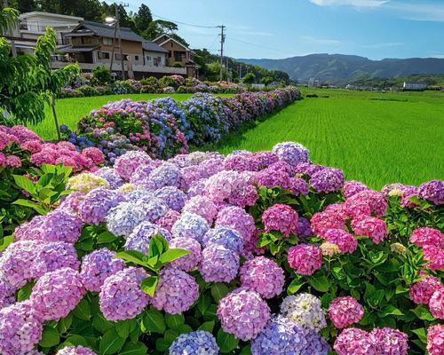 绣球花室内种植还是室外种植更合适？它们的生长需求是什么？