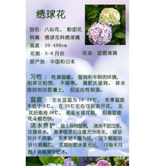 绣球花室内种植还是室外种植更合适？它们的生长需求是什么？