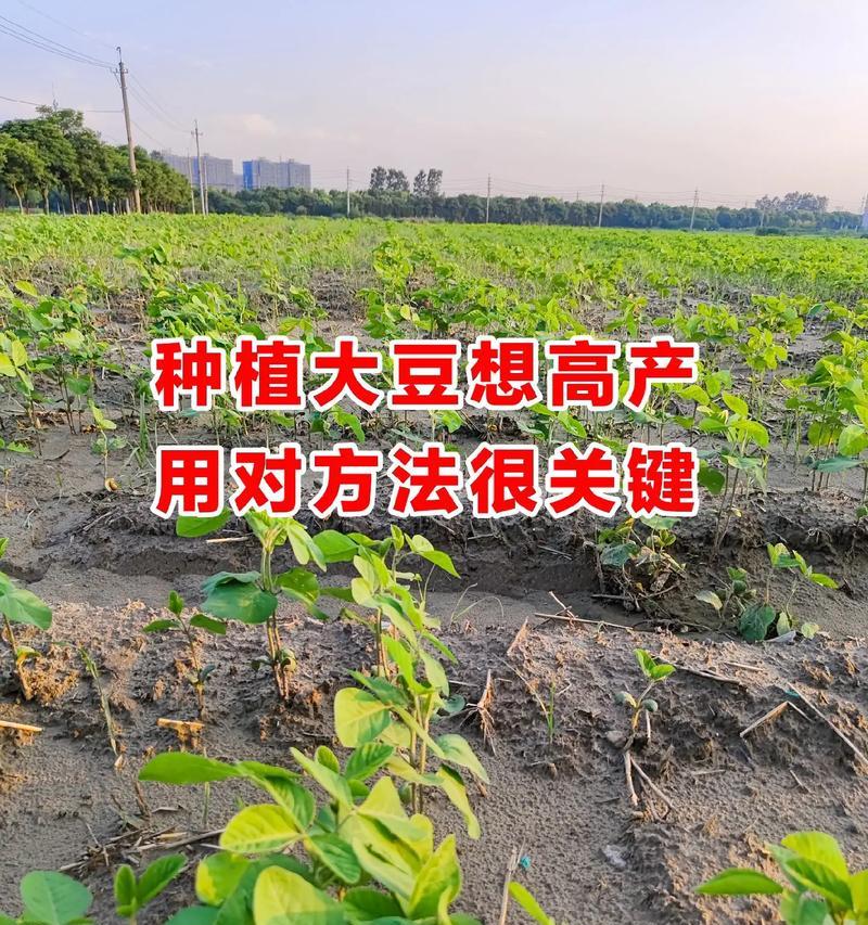大豆的最佳种植时间是什么时候？种植大豆有哪些技巧？