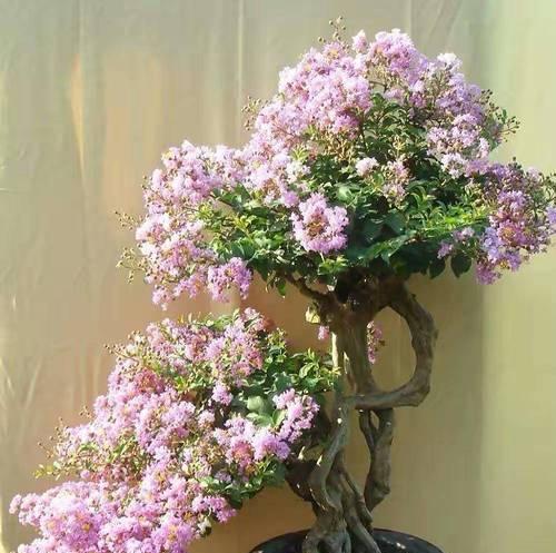 北方室外适合种植哪些花草？种植时应注意什么？