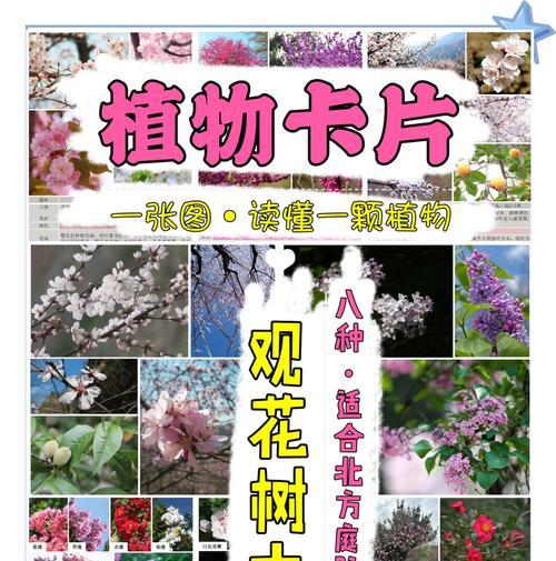北方室外适合种植哪些花草？种植时应注意什么？