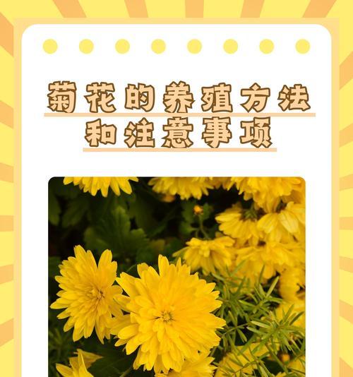 雏菊怎么种植？雏菊种植过程中应注意什么？