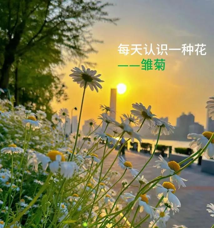 雏菊怎么种植？雏菊种植过程中应注意什么？