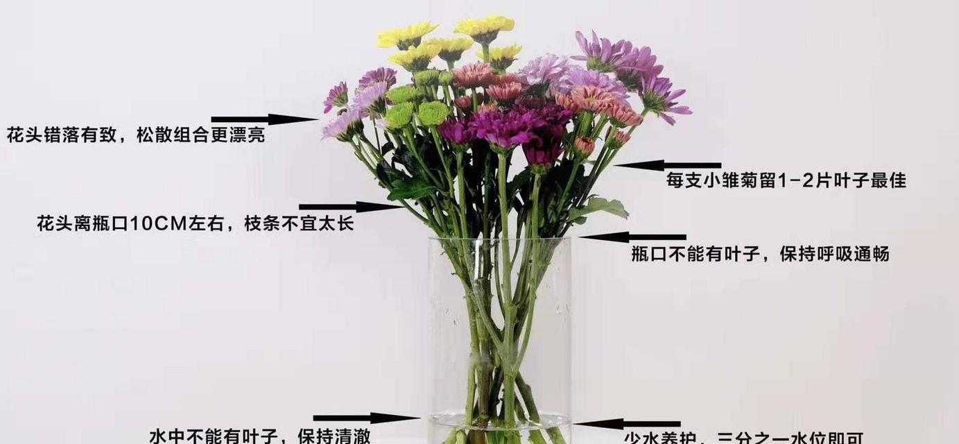 雏菊怎么种植？雏菊种植过程中应注意什么？