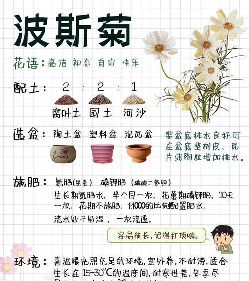 波斯菊的种植技巧有哪些？