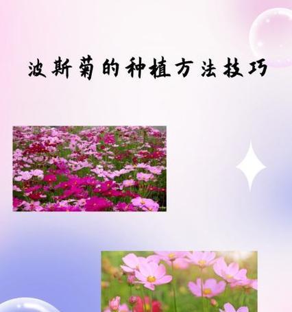 波斯菊的种植技巧有哪些？