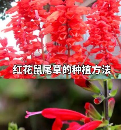 威海鼠尾草如何种植？种植后如何管理？