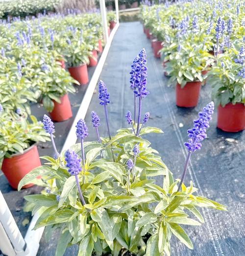 威海鼠尾草如何种植？种植后如何管理？