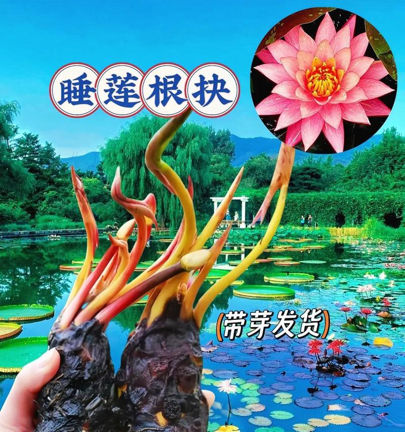 睡莲根是否适合全水养？全水养需要注意什么？