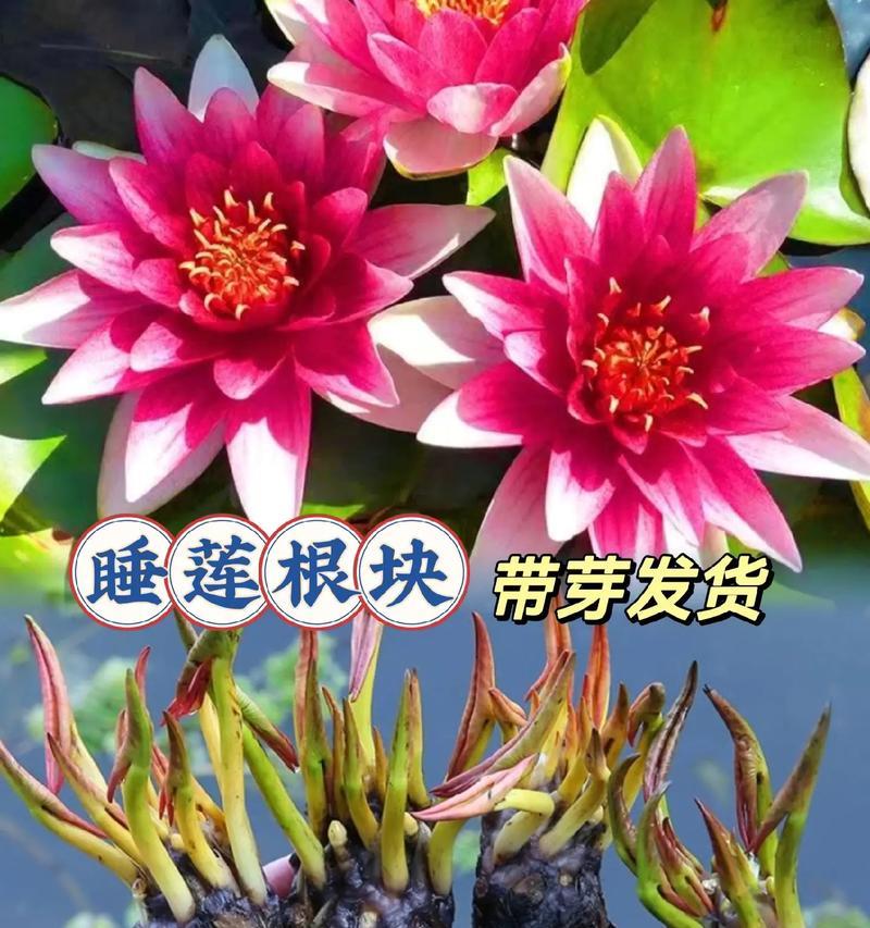 睡莲根是否适合全水养？全水养需要注意什么？