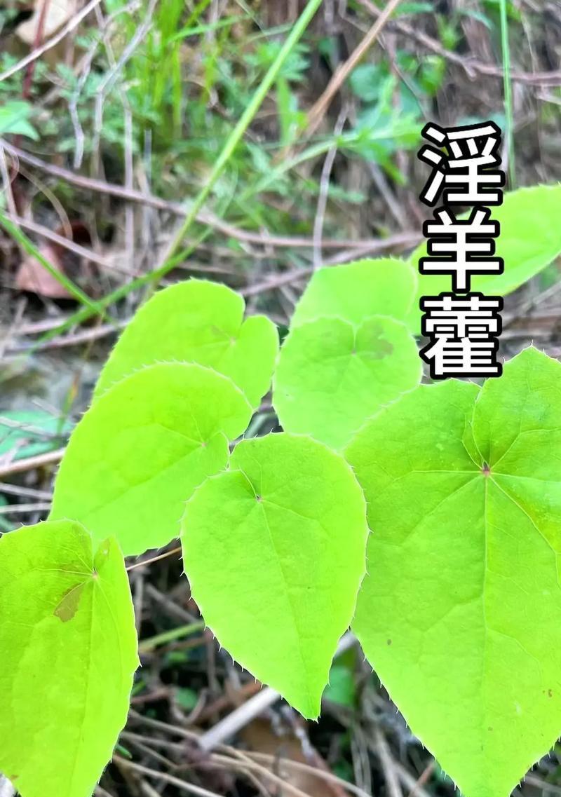 芦山淫羊藿怎样种植？种植芦山淫羊藿的步骤是什么？