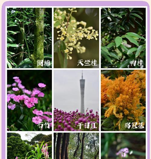 广东适合种植哪些低矮草本植物？如何选择？