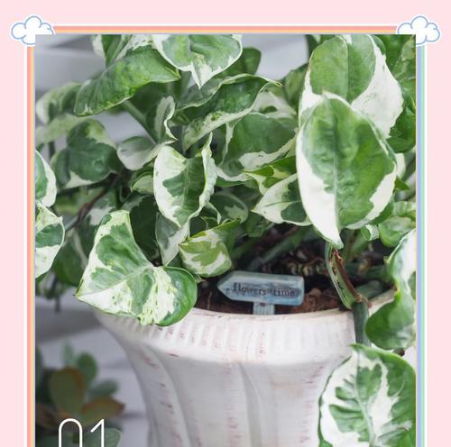 广东适合种植哪些低矮草本植物？如何选择？