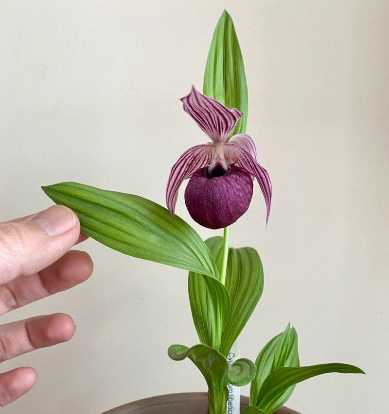 丽江杓兰如何种植？种植丽江杓兰的秘诀是什么？