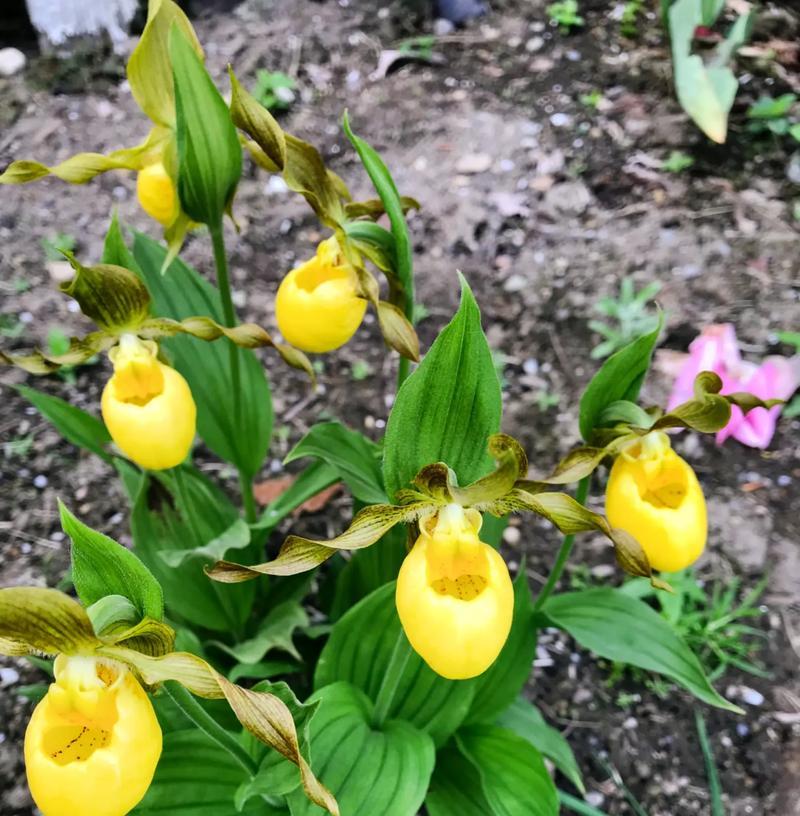 丽江杓兰如何种植？种植丽江杓兰的秘诀是什么？
