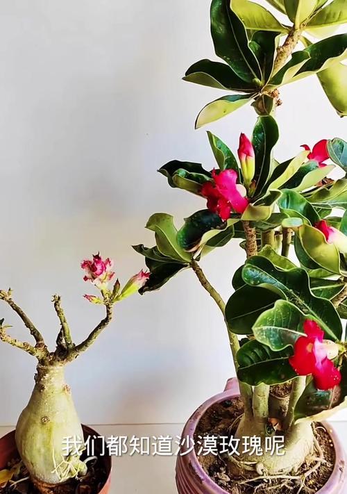 沙土适合种植花卉吗？沙土种植花卉有哪些注意事项？