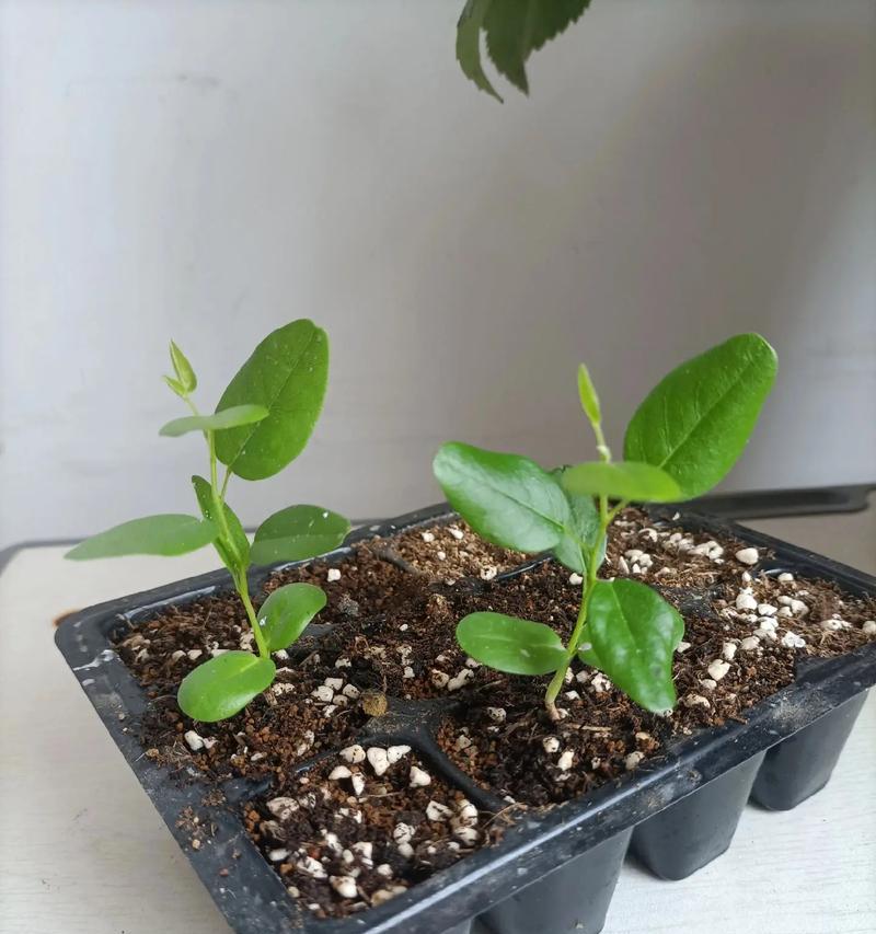 沙土适合种植花卉吗？沙土种植花卉有哪些注意事项？