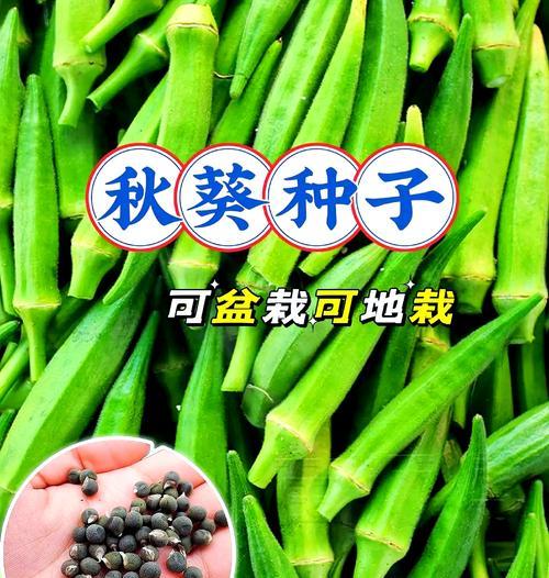 秋葵怎样种植才能高产？