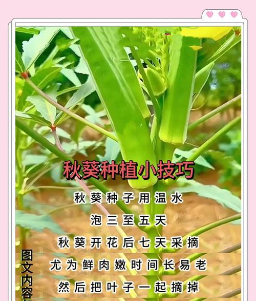秋葵怎样种植才能高产？