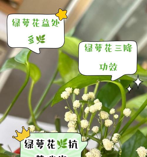 萝小花怎么种植？种植萝小花有哪些步骤？