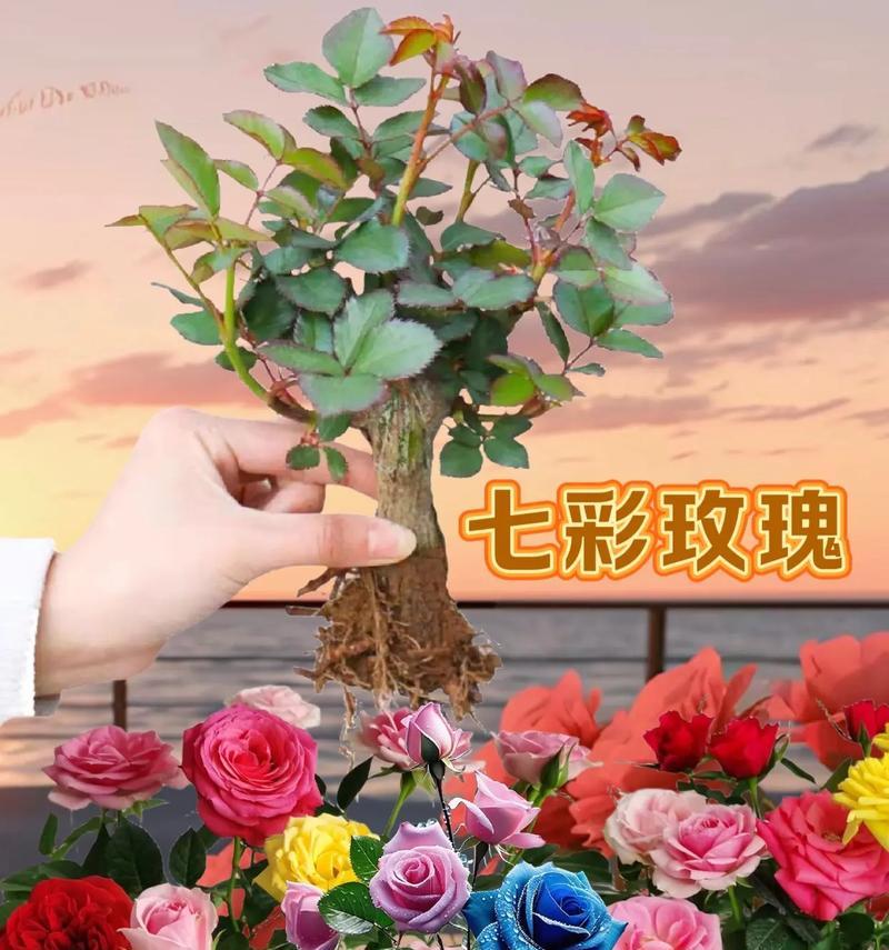 玫瑰和月季哪个更容易养活？养花新手应该选择哪种？