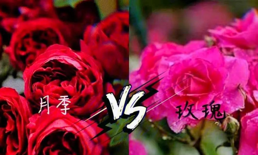 玫瑰和月季哪个更容易养活？养花新手应该选择哪种？
