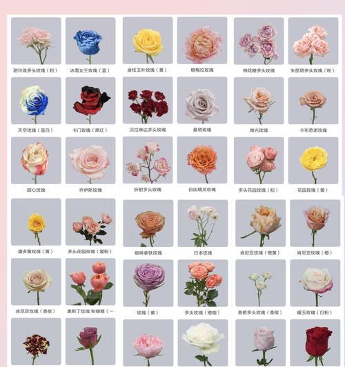 为什么媳妇过生日不宜送玫瑰花？有哪些替代的花卉选择？