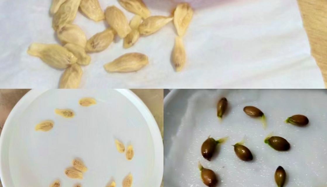 桔子种子长出来是什么样子？如何正确种植桔子种子？