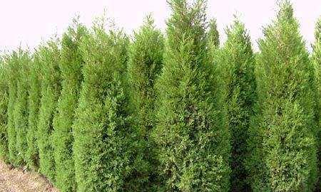 铅笔柏种植需要注意哪些要点？