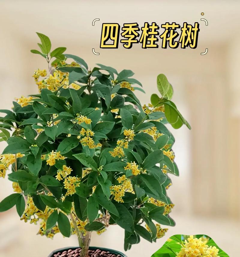 夏天开花散发香味的树有哪些？如何选择适合夏天的开花树？
