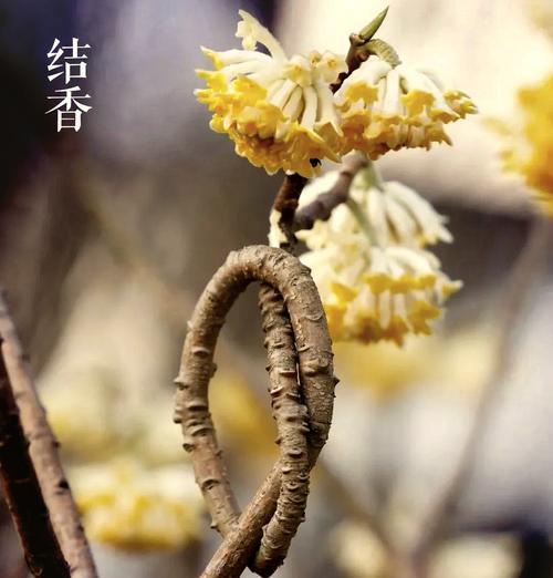 结香怎样种植？种植结香有哪些技巧？
