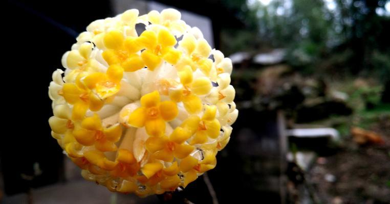 结香怎样种植？种植结香有哪些技巧？