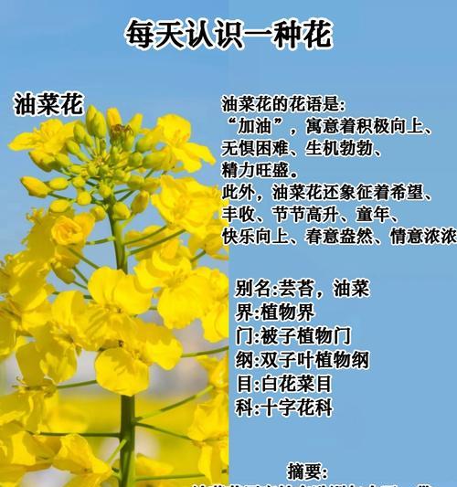 农田适合种植花卉吗？种植花卉有哪些好处？