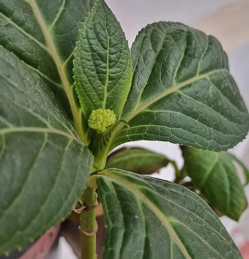 挂苦绣球如何种植？种植时有哪些注意事项？