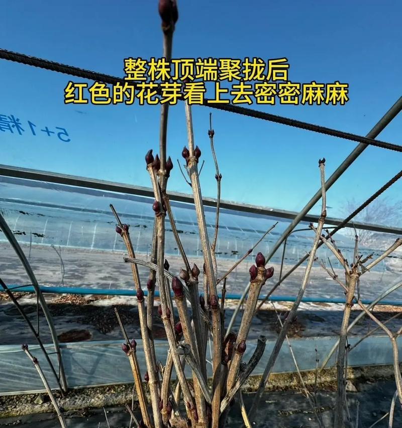 挂苦绣球如何种植？种植时有哪些注意事项？