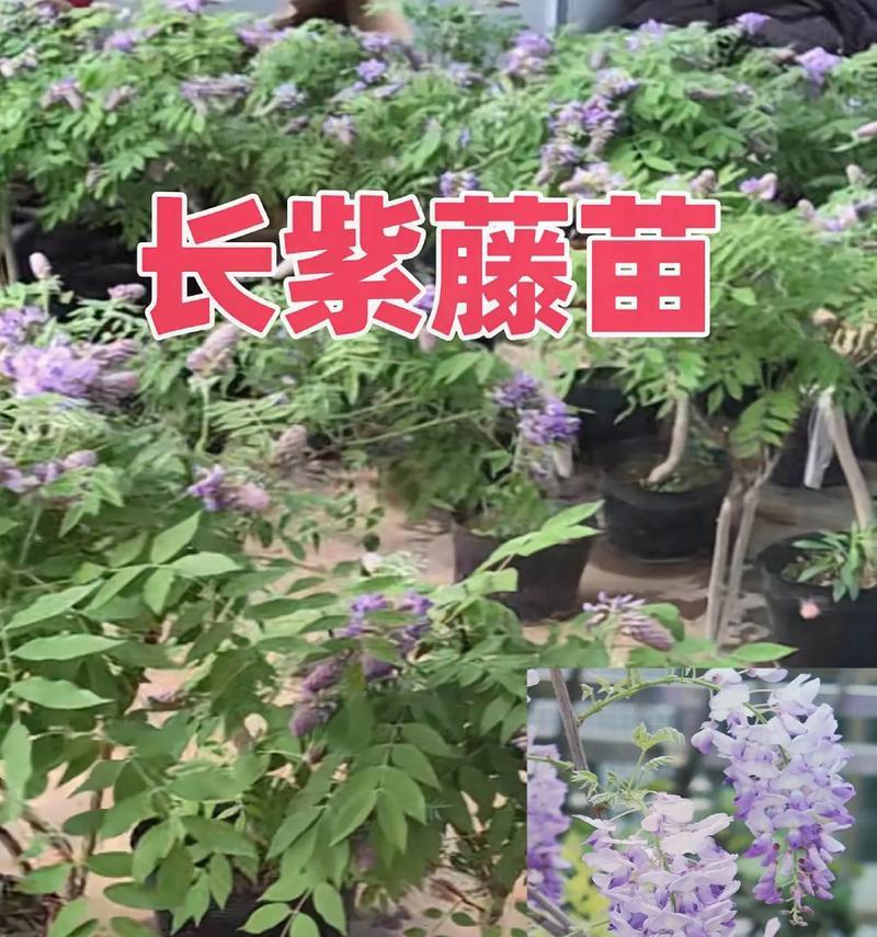 紫藤树子能种植吗？种植紫藤树子需要注意什么？