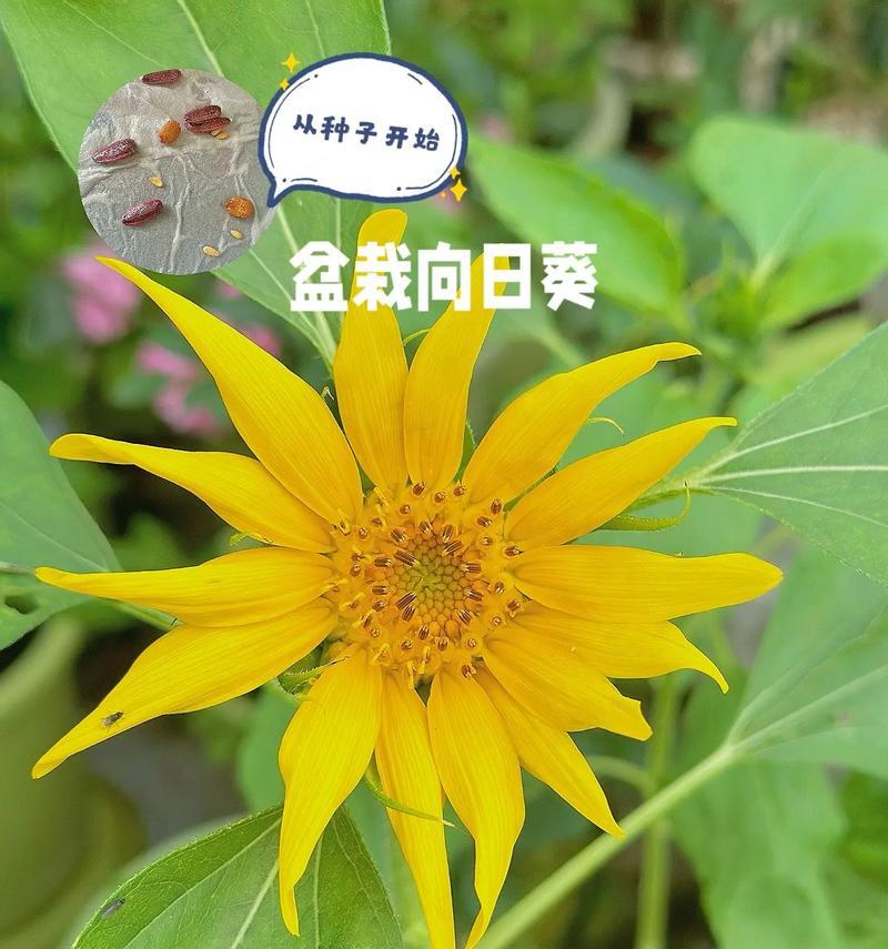 湖北地区7月份适合种植向日葵吗？种植向日葵的最佳时间？