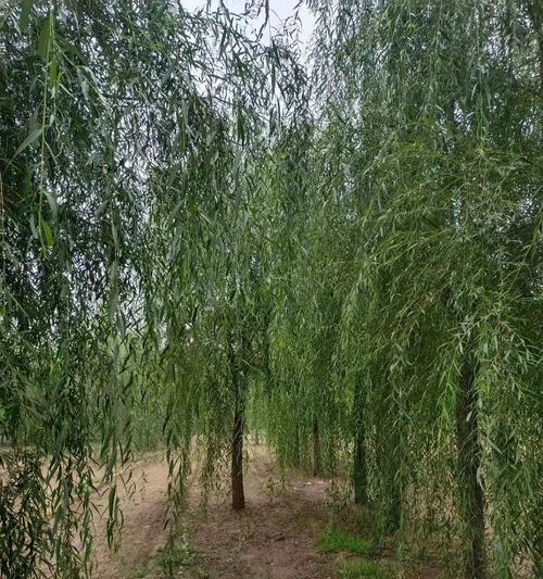 小叶柳怎样种植？种植后如何管理？