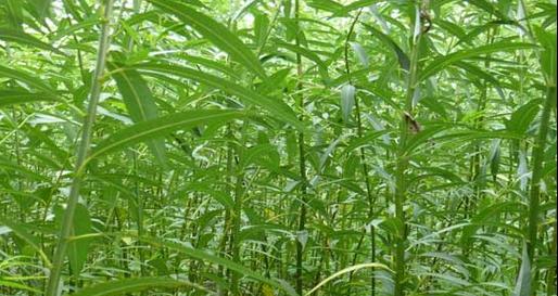小叶柳怎样种植？种植后如何管理？