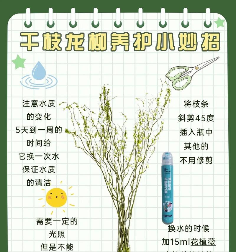 小叶柳怎样种植？种植后如何管理？