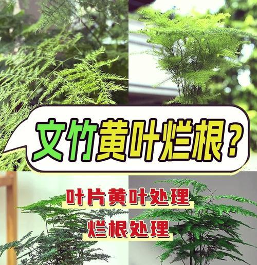黄皮绿筋竹的种植技巧是什么？种植过程中应注意什么？