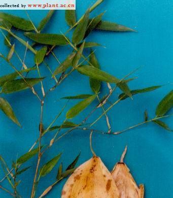 黄皮绿筋竹的种植技巧是什么？种植过程中应注意什么？