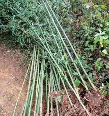 黄皮绿筋竹的种植技巧是什么？种植过程中应注意什么？