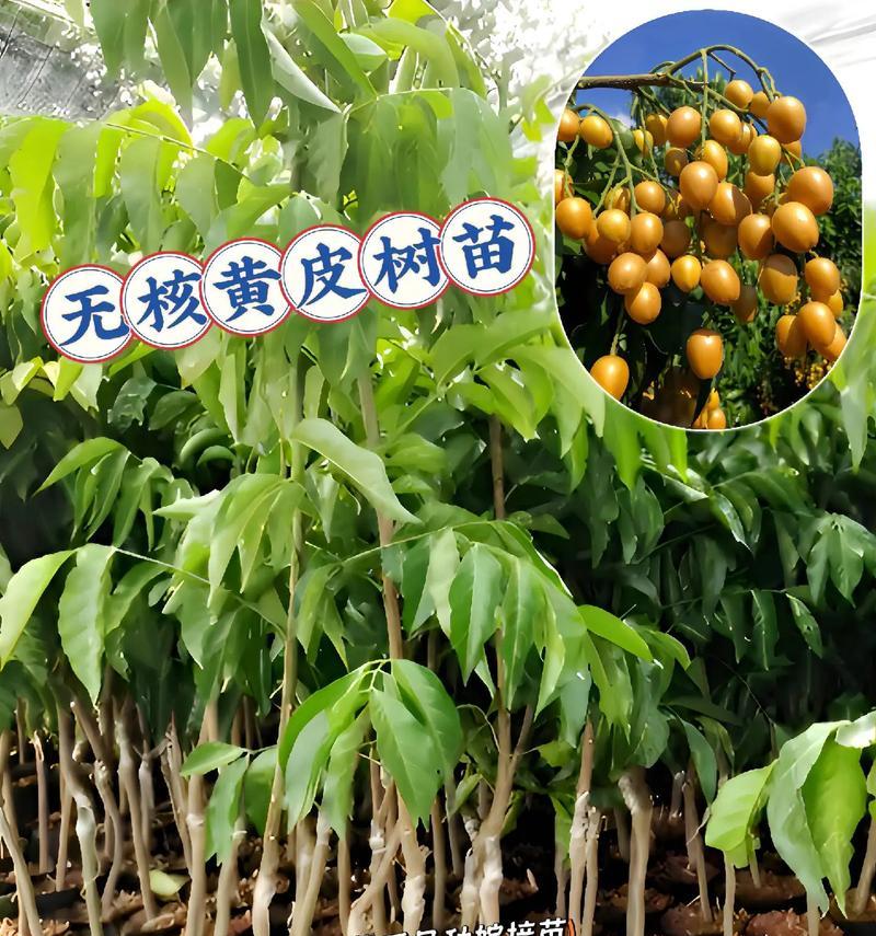黄皮树种植有哪些步骤？如何确保其健康成长？