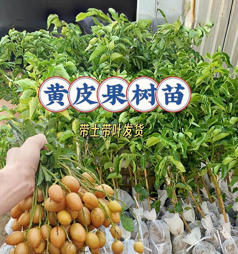 黄皮树种植有哪些步骤？如何确保其健康成长？