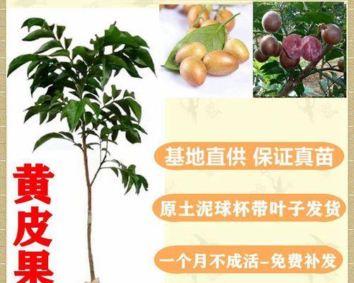 黄皮树种植有哪些步骤？如何确保其健康成长？