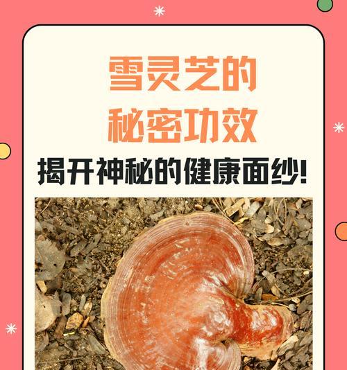 八宿雪灵芝如何种植？种植八宿雪灵芝的秘诀是什么？