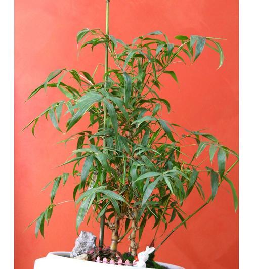 佛肚竹怎么种植？种植佛肚竹有哪些步骤？